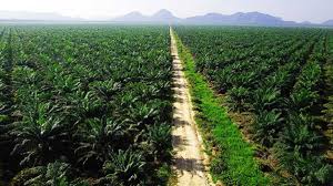 Pelatihan Instalasi PJU Industri Kelapa Sawit