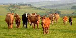 Pelatihan Peternakan Sapi